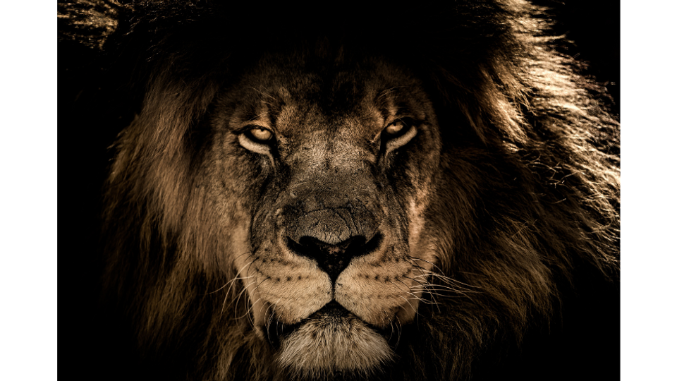Lions, Tigers, & Bears